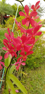 Vanda Anne Khoo-Meda Arnold