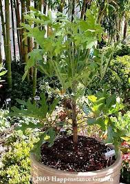 Image result for Cussonia sessilis