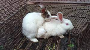 Rabbits breeding, baby rabbit VS mummy Rabbit breeding in cage. pet, fucking  rabbit. Are You OK ? - YouTube