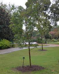 We did not find results for: Ufei Selectree A Tree Selection Guide