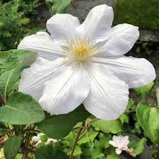 Check spelling or type a new query. Clematis Marie Boisselot Syn Clematis Madame Le Coultre Clematis Marie Boisselot Uploaded By Awomanonabike
