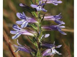 Lobelia Amoena Southern Lobelia Native Plants Of North America Lobelia amoena är en klockväxtart som beskrevs av andré michaux. lobelia amoena southern lobelia
