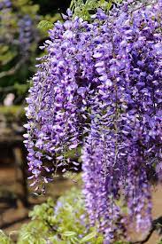 Wisteria At Jindai Botanical Gardens Tokyo Purple Flowers Flowers Nature Amazing Flowers