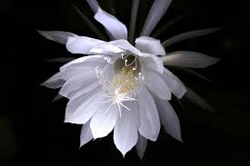 Queen Of The Night This Gorgeous Fragrant Flower Blooms Only At Night And It Only Lasts For An Hour T Orchid Cactus Night Blooming Flowers Fragrant Flowers