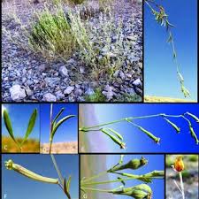 Image result for Silene abyssinica