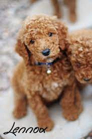 Our focus is on health and companionship. Lennox 6 Week Old Red Standard Poodle Sugar N Spice Poodle Puppy Standard Poodle Puppy Standard Poodle