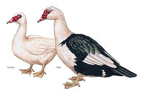 نتیجه جستجوی لغت [canard] در گوگل