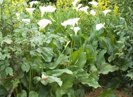 Comment Bien Planter L Arum Conseils Jardinage Conseil Jardinage Jardins Jardinage