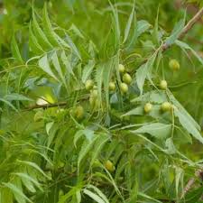 Image result for Azadirachta indica