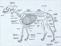 Yorkie Bone Structure Dog Skeleton Dog Anatomy Animal Skeletons