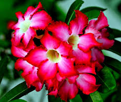 Image result for Adenium multiflorum