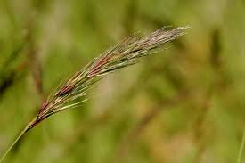 Image result for Aristida canescens