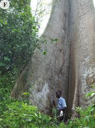 Image result for Rytigynia sp. F