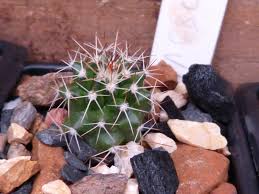 The little moon cactus is a funny plant because it's actually two plants in one and the product of human design. Full Sun Vs Shade Cloth Page 3 Cactiguide Com