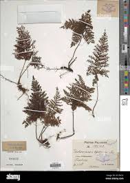 Image result for Abrodictyum rigidum