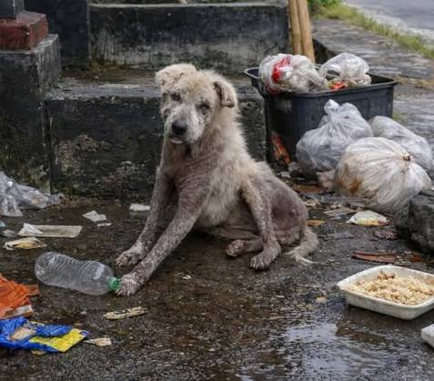 Ossi, a 10-year-old dog, rescued from neglect and abuse
