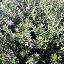 Westringia are great for for coastal. Westringia Fruticosa Jervis Gem Ball Warners Nurseries