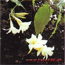 Image result for dipladenie suaveolens obrázek