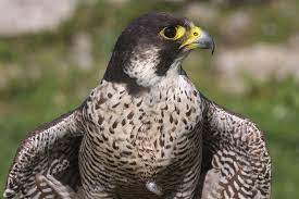 A banded male that had been released in omaha in 1989 frequented the area in the summer of 1990; Peregrine Falcon Nest Box Schwegler Natur