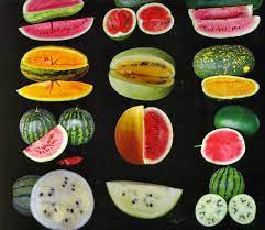 Watermelons are mostly water, about 92 percent. Watermelon Fruit Or Vegetable Steemit