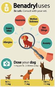 This Post Is Dedicated To Our Lovely Four Legged Friends We Love Them We Want To Take Good Care Of Them B Dog Benadryl Benadryl For Dogs Dosage Dog Remedies