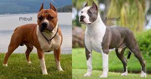pin on pit bull