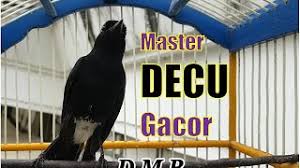 Download Suara Burung Decu Mp3 Storymusik