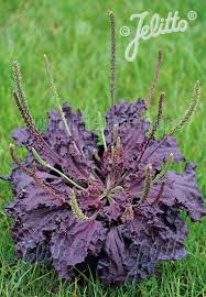 Image result for Plantago