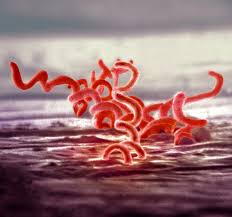 Image result for Treponema