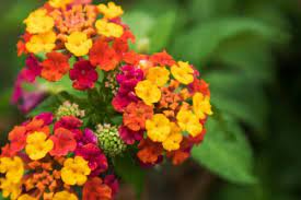 Tubino aderente con fiorellini rossi. Fiori Arancioni Ideali Per Portare Colore Nel Giardino Autunnale