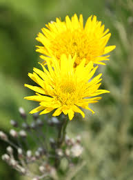 Image result for Berkheya speciosa