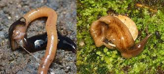 C'est judas qui boit tout le vin, mange tout le pain et jésus qui l'excuse. Un Nouveau Ver Plat Envahit Nos Jardins Et Menace La Biodiversite