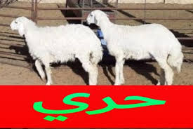 ذبايح الموارد بالرياض ذبايح الرياض ذبايح للبيع في الرياض Animals Goats