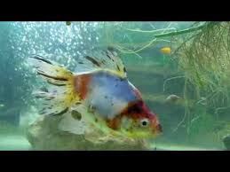 Don't have barbels, koi fish usually has two or more pairs of these . Can A Goldfish Eat Other Fish Bikehike
