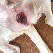Image result for scrotum dog skin peeling