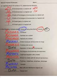 How many times do cells divide during meiosis? Biodub Meiosis Practice Worksheet Completed Mrdubuque Com