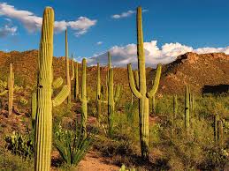 How does the saguaro cactus protect itself? Can You Drink Water From A Cactus Britannica