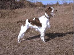 Image result for irský červenobílý setr