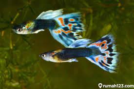 Cara merawat aquarium ikan hias. 8 Jenis Ikan Hias Air Tawar Yang Mudah Dipelihara Dan Bisa Dicampur Rumah123 Com