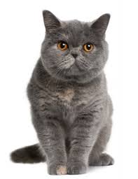 Cat Breeds B British Shorthair Page 1 Russian Blue Cat British Shorthair Cats