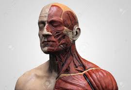 In these organs, muscles serve to move substances. Human Body Anatomy Muscle Anatomy Of The Face Neck And Chest Stock Photo Picture And Royalty Free Image Image 64471517
