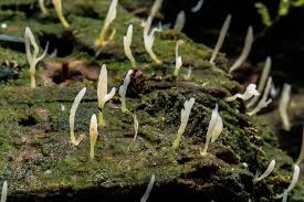 Image result for Multiclavula mucida