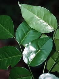 Image result for Copaifera