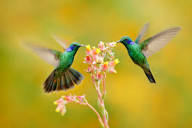 Colibri Flower Images – Browse 15,443 Stock Photos, Vectors, and ...