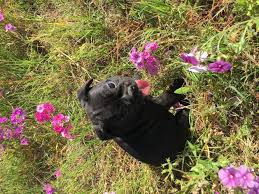 Maybe you would like to learn more about one of these? French Bulldog Puppies For Sale In Panama City Florida Classified Americanlisted Com