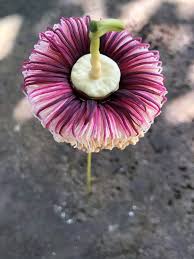 Image result for Sonneratiaceae