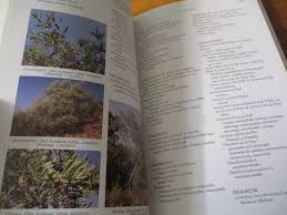 Image result for Ceratotheca integribracteata