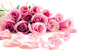 27,025 free wallpaper photos and images related images: Pink Rose Flower Wallpaper Fuschia Pink Flowers Png 1920x1080 Wallpaper Teahub Io