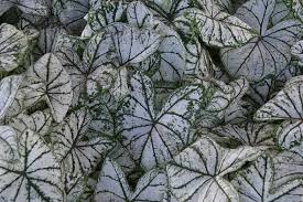 Sun Tolerant Caladiums