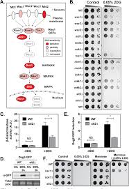 The resin was removed by ltration. The Regulation Of Had Like Phosphatases By Signaling Pathways Modulates Cellular Resistance To The Metabolic Inhibitor 2 Deoxyglucose Biorxiv